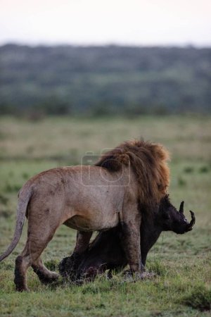 Foto de Un disparo vertical de león del famoso Marsh Pride arrastrando una matanza de jabalíes en Masai Mara, Kenia - Imagen libre de derechos