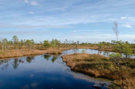 Téléchargez les photos : Un marais dans un beau paysage avec des arbres reflétés dans l'eau sous le ciel bleu vif - en image libre de droit