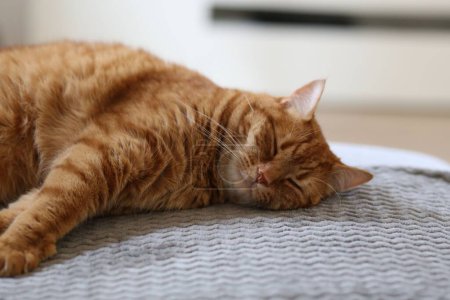 Photo for A closeup of a cute ginger tabby cat sleeping on the bed. - Royalty Free Image