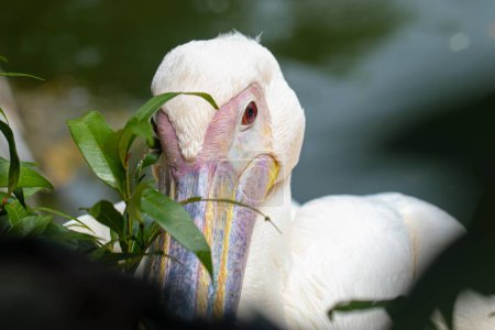 Photo for A closeup of Great white pelican against green blurred background - Royalty Free Image