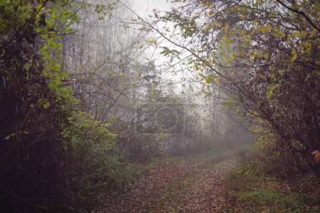 Foto de Una hermosa vista de un sendero en medio del bosque durante un tiempo de niebla - Imagen libre de derechos