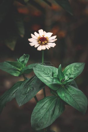 Photo for This is a beautiful white flower in a garden with a green leaf against a blurred background. - Royalty Free Image