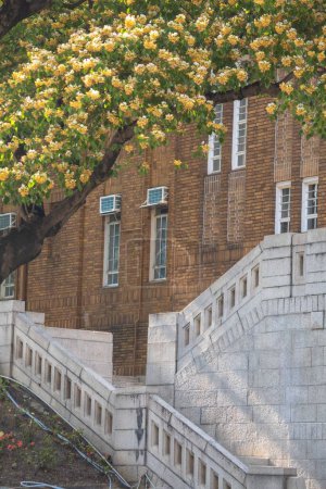 Foto de Un plano vertical de un árbol de acacia en flor con una fachada de edificio en el fondo - Imagen libre de derechos