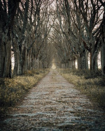 Téléchargez les photos : Plan vertical d'un sentier dans une forêt couverte d'arbres nus sous la lumière du soleil - en image libre de droit