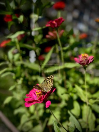 Téléchargez les photos : Plan vertical d'un papillon à queue d'hirondelle installé sur une fleur violette par une journée ensoleillée à Erevan, en Arménie - en image libre de droit