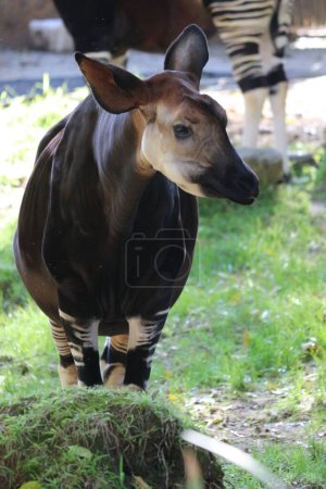Photo for A vertical closeup of an endemic Okapi forest giraffe - Royalty Free Image