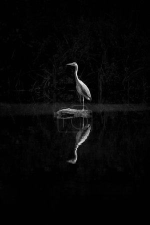 Photo for A vertical shot of the heron reflected on the water - Royalty Free Image