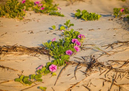 Foto de Un primer plano de hermosas flores de Ipomoea pes-caprae en una playa de arena durante el amanecer - Imagen libre de derechos