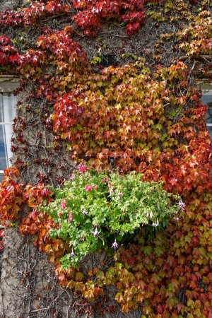 Foto de Un plano vertical de hermosas hojas de uva coloridas que crecen en las paredes de la mansión - Imagen libre de derechos