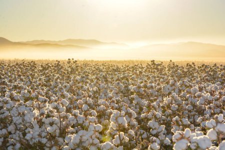 Un hermoso paisaje de un campo de algodón al amanecer en México