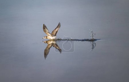 Téléchargez les photos : Mouette commune (Larus canus) volant près de l'eau - en image libre de droit