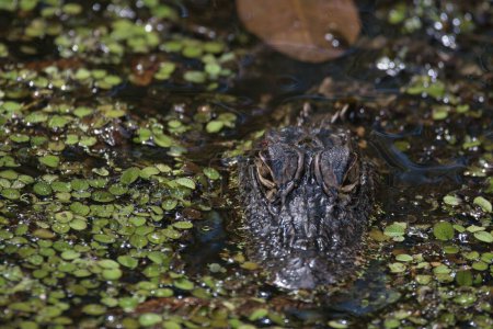 Photo for A closeup of a small alligator on a lake with water spangles - Royalty Free Image