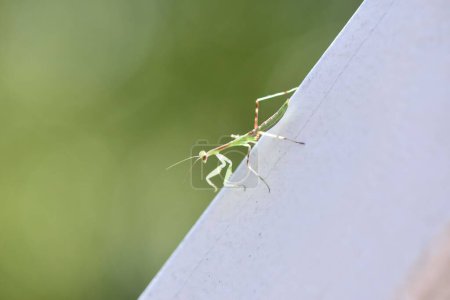 Photo for A selective focus of a South African mantis on a gray surface in a field under the sunlight - Royalty Free Image