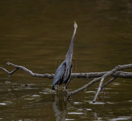 Photo for A Great blue heron with specialized feathers on its chest, looking up in shallow water in a pond, with a tree branch in the background - Royalty Free Image
