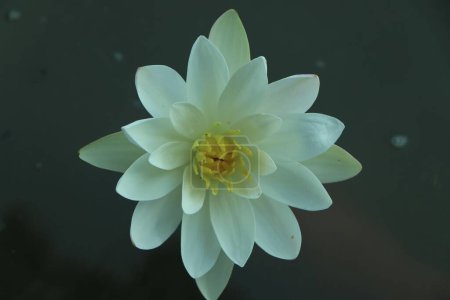 Téléchargez les photos : Gros plan d'une fleur de nénuphar blanc sur l'eau sur un fond flou - en image libre de droit