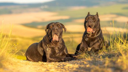 Téléchargez les photos : Deux grands chiens noirs Cane Corso couchés sur une colline couverte d'herbe - en image libre de droit