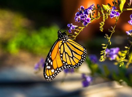 Photo for A beautiful closeup view of a monarch butterfly on a purple flower - Royalty Free Image