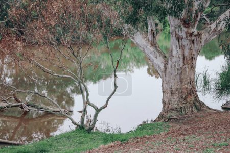 Foto de Una hermosa toma de un lago rodeado de árboles - Imagen libre de derechos