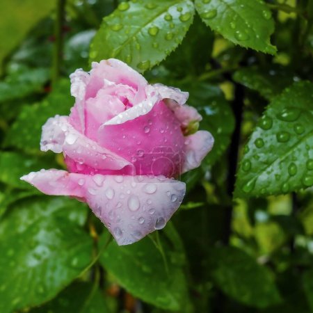 Foto de Un primer plano de rosa rosa con gotas de lluvia y hojas verdes - Imagen libre de derechos