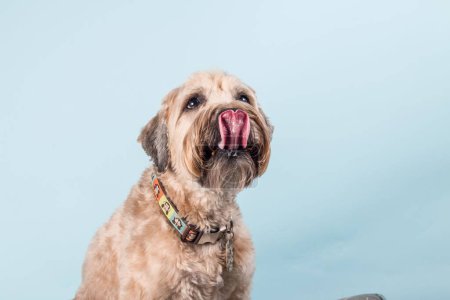 Téléchargez les photos : Un portrait rapproché d'un beau chien Terrier Wheaten à revêtement doux avec un collier coloré lui léchant le nez sur fond bleu clair - en image libre de droit