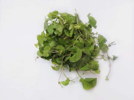 Téléchargez les photos : Légumes à feuilles - Pennywort asiatique. Nom scientifique Centella asiatica. Il est utilisé comme légume culinaire et comme plante médicinale. - en image libre de droit