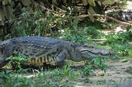 Photo for A closeup shot of an alligator walking on the soil in a zoo during daytime - Royalty Free Image