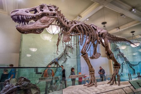Foto de Un esqueleto de dinosaurio, Museo de Historia Natural, Manhattan, Nueva York, EE.UU. - Imagen libre de derechos