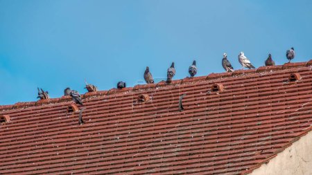 Photo for A low angle shot of doves and pigeons perched on a house roof - Royalty Free Image
