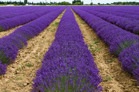 Photo for A beautiful lavender field with long rows of bright blossoms - Royalty Free Image