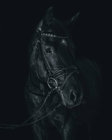 A Black and white portrait of a Stallion horse head against dark background