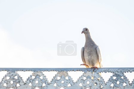 Téléchargez les photos : Un pigeon domestique, Columba livia perché sur une clôture métallique contre le ciel sans nuages - en image libre de droit