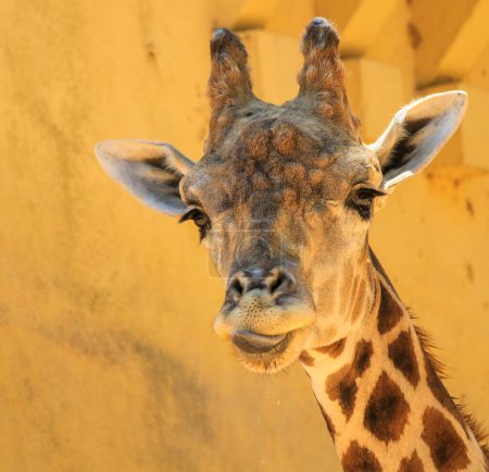 Photo for A closeup shot of a cute giraffe on a yellow background - Royalty Free Image
