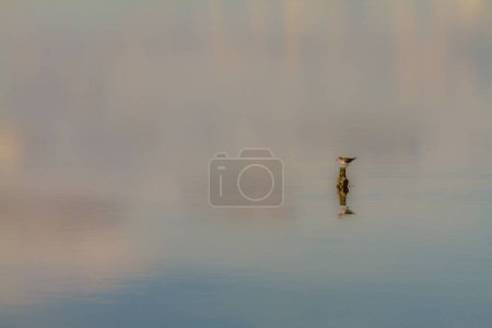 Téléchargez les photos : Un petit oiseau perché sur une petite roche dans l'eau avec des reflets - en image libre de droit