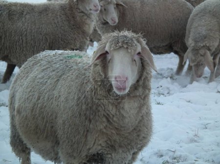 Téléchargez les photos : Un gros plan d'adorables moutons pelucheux dans un champ enneigé pendant la journée - en image libre de droit