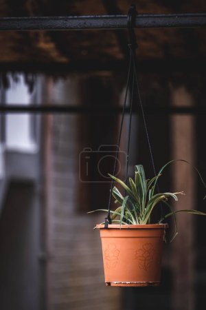 Photo for Flower pots are mostly used for indoor and outdoor flower plants - Royalty Free Image