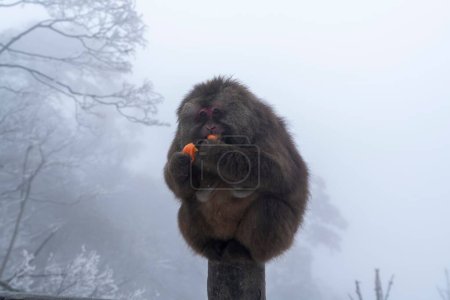Photo for A closeup shot of a Tibetan Macaque on a foggy day - Royalty Free Image