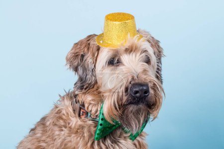 Téléchargez les photos : Portrait d'un Wheaten Terrier avec un arc vert et un chapeau jaune contre un mur bleu - en image libre de droit