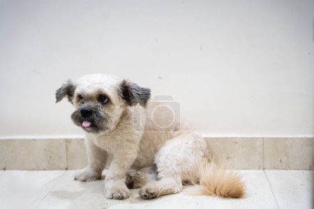 Téléchargez les photos : Un chien mignon sur le sol à l'intérieur - en image libre de droit
