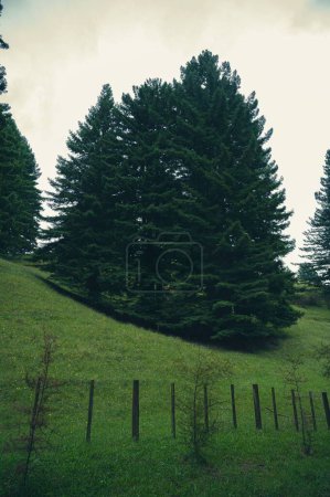 Photo for A vertical shot of a fenced garden with green fir trees on hills on a cloudy day - Royalty Free Image