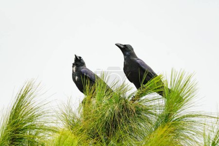 Foto de Los cuervos negros de pie en la parte superior de un pino verde bajo el cielo nublado - Imagen libre de derechos