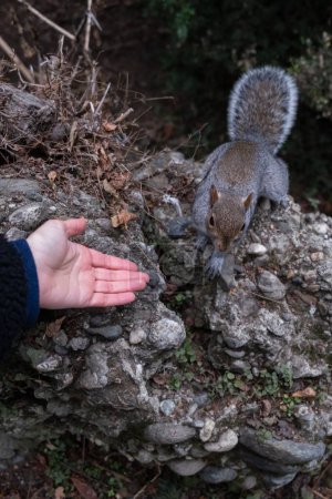 Photo for A vertical of a man holding his hand out to a small cute squirrel - Royalty Free Image