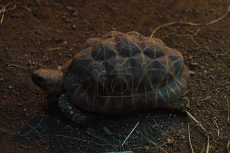 Photo for A closeup of a Tortoise with a beautiful shell resting on the ground - Royalty Free Image