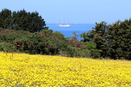 Photo for A scenic shot of a field of yellow flowers and green trees in front of a sea with ships - Royalty Free Image