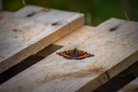 Téléchargez les photos : Un papillon en écaille volant au-dessus du bois - en image libre de droit