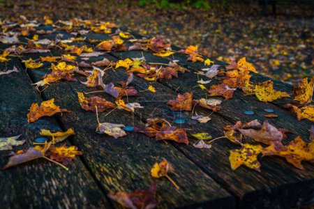 Foto de Una hermosa toma de coloridas hojas de otoño en un banco de madera - Imagen libre de derechos