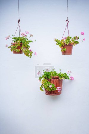 Photo for A closeup of pots with Ivy geranium pink flowers against a white wall - Royalty Free Image