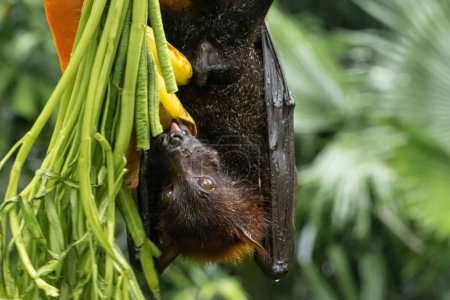 Téléchargez les photos : Une chauve-souris aux fruits noirs se nourrissant de bananes mûres pendant qu'elle pendait à l'envers avec un fond flou - en image libre de droit