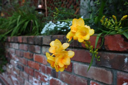 Téléchargez les photos : Un gros plan de jolies fleurs jaunes de Freesia - en image libre de droit