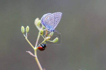 Téléchargez les photos : Gros plan d'un papillon bleu et d'une coccinelle sur la fleur - en image libre de droit