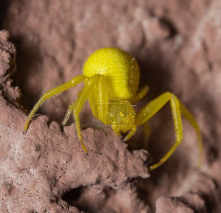Téléchargez les photos : Une vue rapprochée d'une araignée de crabe jaune - en image libre de droit